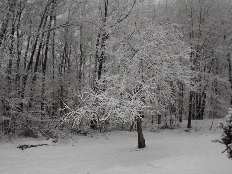 picture of snowy back yard