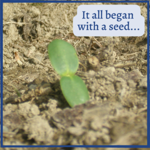 sunflower sprout with text 'It all began with a seed'