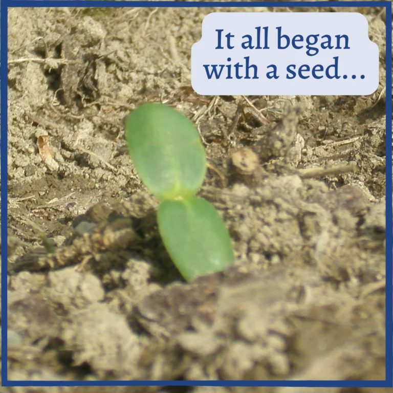 sunflower sprout with text 'It all began with a seed'