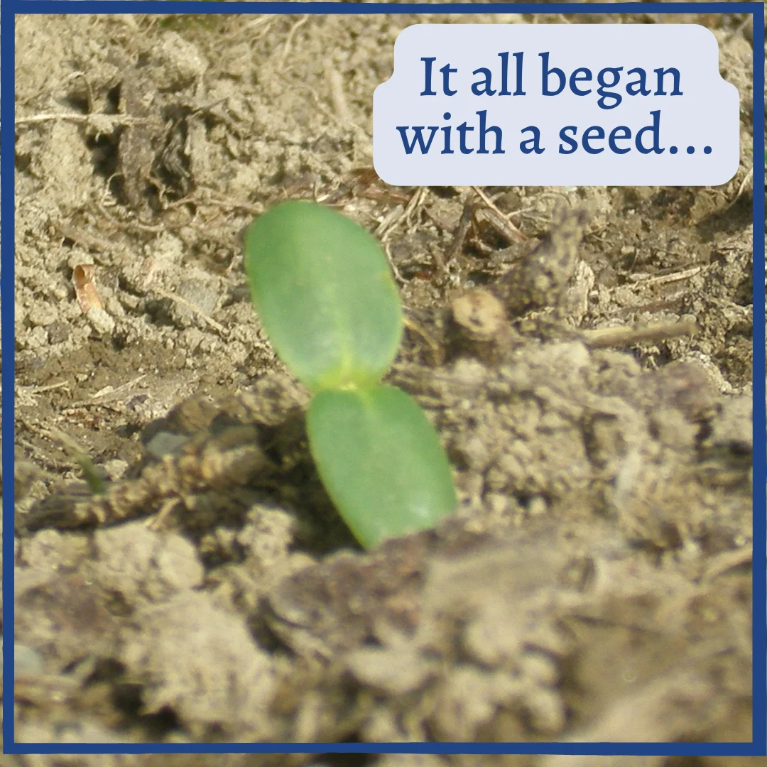 sunflower sprout with text 'It all began with a seed'