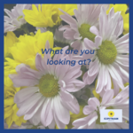 yellow and purple flowers, text "what are you looking at"