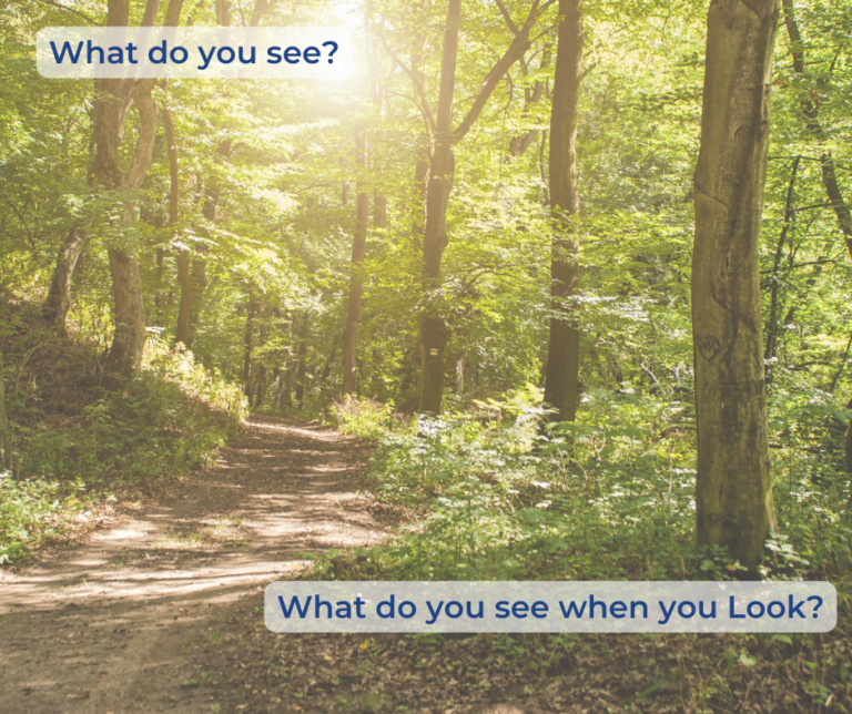 path in the woods with words "What do you see?" And "What do you see when you look?"