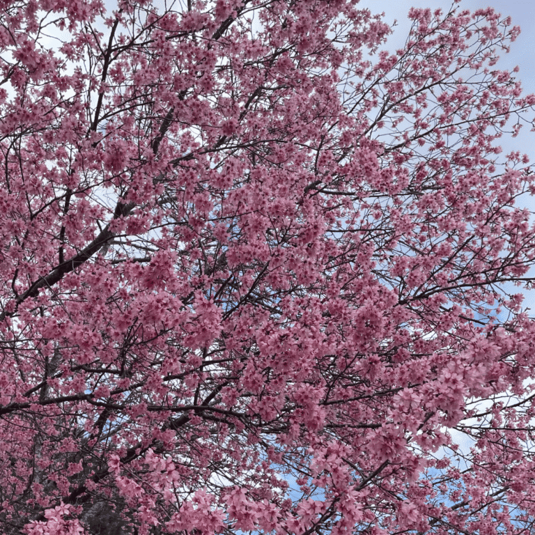 tree with pink blossoms