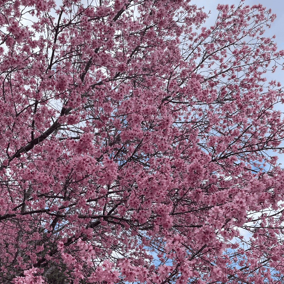 Found in our Backyard